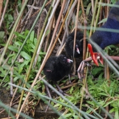 Porphyrio melanotus (Australasian Swamphen) at JER700: JWs - Eyrie St Wetland - 13 Oct 2018 by Alison Milton