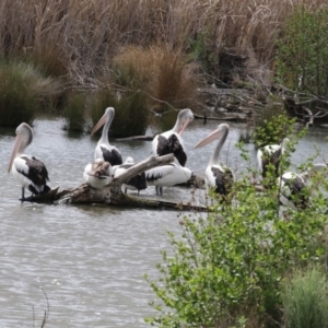 Pelecanus conspicillatus at Fyshwick, ACT - 14 Oct 2018