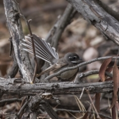 Rhipidura albiscapa (Grey Fantail) at Jerrabomberra Wetlands - 13 Oct 2018 by Alison Milton