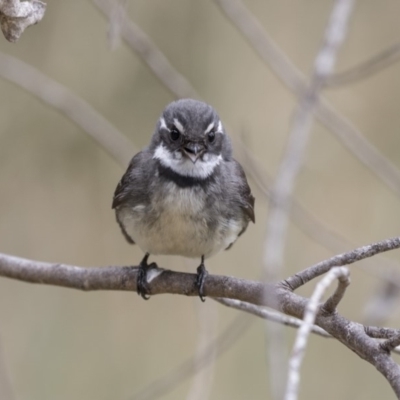 Rhipidura albiscapa (Grey Fantail) at Fyshwick, ACT - 13 Oct 2018 by Alison Milton