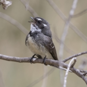 Rhipidura albiscapa at Fyshwick, ACT - 14 Oct 2018 10:42 AM