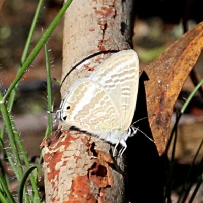 Lampides boeticus (Long-tailed Pea-blue) at Aranda Bushland - 18 Nov 2017 by leithallb