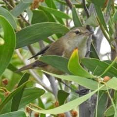 Acrocephalus australis (Australian Reed-Warbler) at Googong, NSW - 25 Oct 2018 by RodDeb