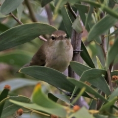 Acrocephalus australis at Googong Foreshore - 25 Oct 2018