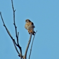 Falco cenchroides (Nankeen Kestrel) at Googong, NSW - 24 Oct 2018 by RodDeb