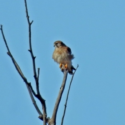 Falco cenchroides (Nankeen Kestrel) at Googong Foreshore - 24 Oct 2018 by RodDeb