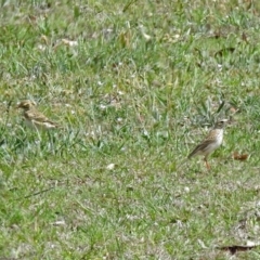 Anthus australis (Australian Pipit) at Googong Foreshore - 25 Oct 2018 by RodDeb