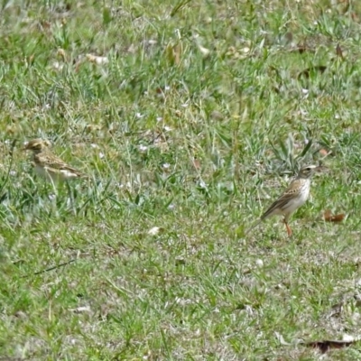 Anthus australis (Australian Pipit) at Googong Reservoir - 25 Oct 2018 by RodDeb