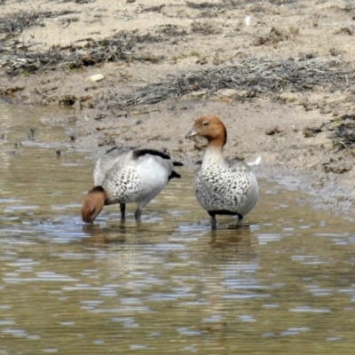 Chenonetta jubata (Australian Wood Duck) at Googong Foreshore - 24 Oct 2018 by RodDeb