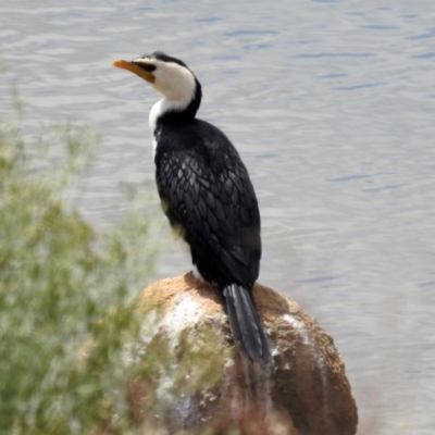 Microcarbo melanoleucos (Little Pied Cormorant) at Googong Foreshore - 25 Oct 2018 by RodDeb