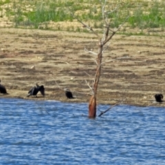 Phalacrocorax carbo (Great Cormorant) at Googong Reservoir - 24 Oct 2018 by RodDeb