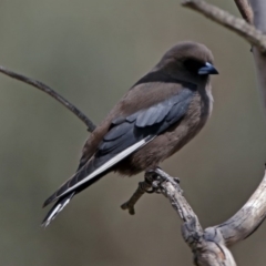 Artamus cyanopterus cyanopterus (Dusky Woodswallow) at Googong Foreshore - 24 Oct 2018 by RodDeb