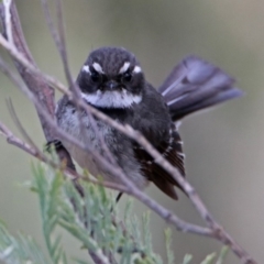 Rhipidura albiscapa (Grey Fantail) at Googong Foreshore - 25 Oct 2018 by RodDeb