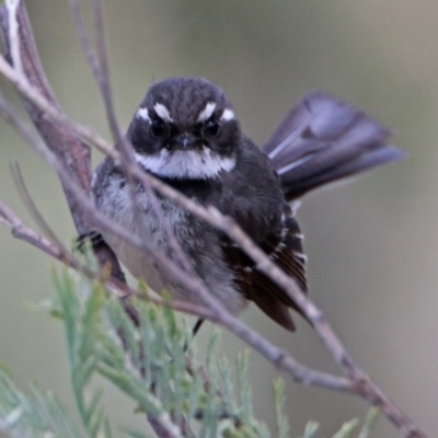 Rhipidura albiscapa (Grey Fantail) at Googong Reservoir - 24 Oct 2018 by RodDeb