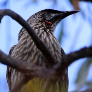 Anthochaera carunculata at Googong, NSW - 25 Oct 2018