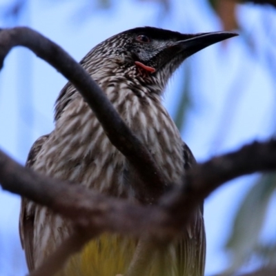 Anthochaera carunculata (Red Wattlebird) at Googong Foreshore - 25 Oct 2018 by RodDeb