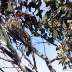 Anthochaera carunculata at Googong, NSW - 25 Oct 2018