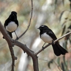 Rhipidura leucophrys (Willie Wagtail) at Googong, NSW - 25 Oct 2018 by RodDeb