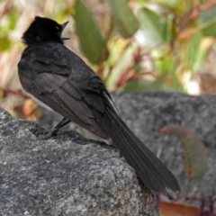 Rhipidura leucophrys at Googong, NSW - 25 Oct 2018