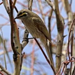 Caligavis chrysops (Yellow-faced Honeyeater) at Googong Foreshore - 25 Oct 2018 by RodDeb