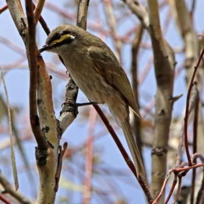 Caligavis chrysops (Yellow-faced Honeyeater) at Googong Reservoir - 25 Oct 2018 by RodDeb