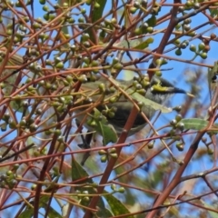 Caligavis chrysops at Googong, NSW - 25 Oct 2018 11:00 AM