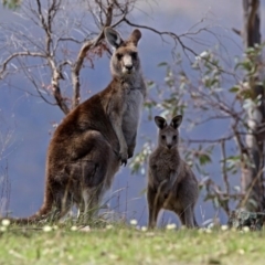 Macropus giganteus (Eastern Grey Kangaroo) at Googong Foreshore - 24 Oct 2018 by RodDeb