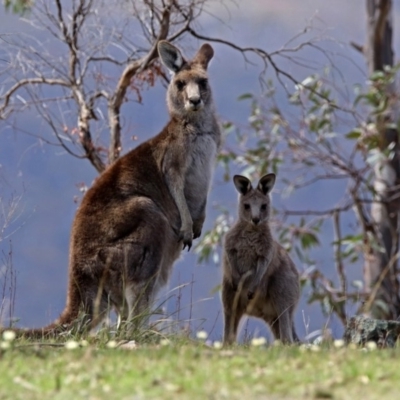 Macropus giganteus (Eastern Grey Kangaroo) at Googong, NSW - 25 Oct 2018 by RodDeb