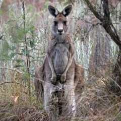 Macropus giganteus at Googong, NSW - 25 Oct 2018 10:33 AM