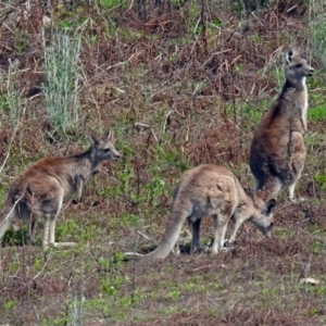 Macropus giganteus at Googong, NSW - 25 Oct 2018