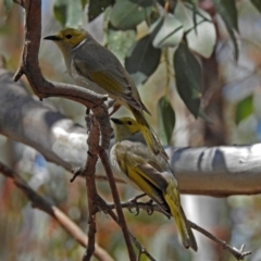 Ptilotula penicillata (White-plumed Honeyeater) at Googong Foreshore - 25 Oct 2018 by RodDeb