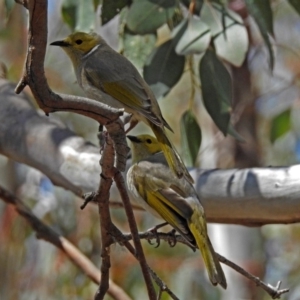 Ptilotula penicillata at Googong, NSW - 25 Oct 2018 12:26 PM