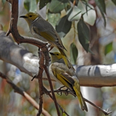 Ptilotula penicillata (White-plumed Honeyeater) at Googong Reservoir - 25 Oct 2018 by RodDeb