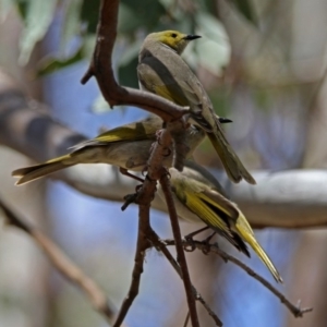 Ptilotula penicillata at Googong, NSW - 25 Oct 2018 12:26 PM