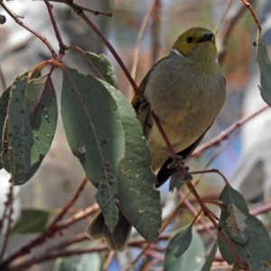 Ptilotula penicillata at Googong, NSW - 25 Oct 2018 12:26 PM