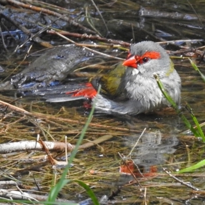 Neochmia temporalis (Red-browed Finch) at Googong, NSW - 25 Oct 2018 by RodDeb