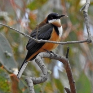 Acanthorhynchus tenuirostris at Googong, NSW - 25 Oct 2018 12:10 PM