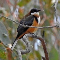 Acanthorhynchus tenuirostris (Eastern Spinebill) at Googong, NSW - 25 Oct 2018 by RodDeb