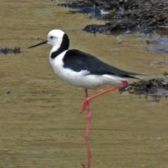 Himantopus leucocephalus (Pied Stilt) at QPRC LGA - 24 Oct 2018 by RodDeb