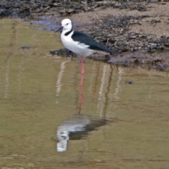 Himantopus leucocephalus at Googong, NSW - 25 Oct 2018