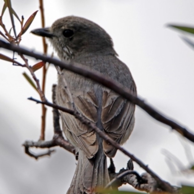 Pachycephala pectoralis (Golden Whistler) at Googong Reservoir - 25 Oct 2018 by RodDeb