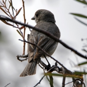 Pachycephala pectoralis at Googong, NSW - 25 Oct 2018