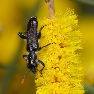 Eleale simplex (Clerid beetle) at ANBG - 24 Oct 2018 by TimL