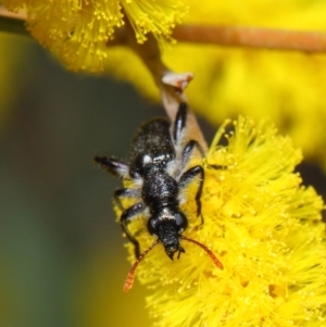 Eleale simplex at Acton, ACT - 24 Oct 2018 01:33 PM