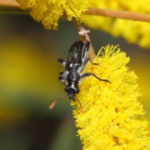 Eleale simplex at Acton, ACT - 24 Oct 2018 01:33 PM