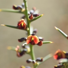 Daviesia genistifolia (Broom Bitter Pea) at Wamboin, NSW - 30 Sep 2018 by natureguy