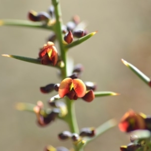 Daviesia genistifolia at Wamboin, NSW - 30 Sep 2018