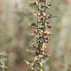 Daviesia genistifolia at Wamboin, NSW - 30 Sep 2018 12:56 PM