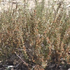 Daviesia genistifolia at Wamboin, NSW - 30 Sep 2018