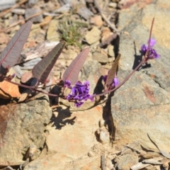 Hardenbergia violacea (False Sarsaparilla) at Wamboin, NSW - 30 Sep 2018 by natureguy